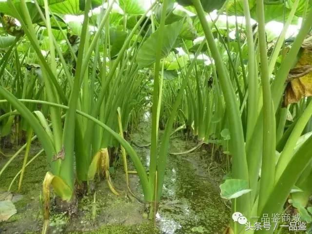 广西能拿得出手的特产,广西是个很好的地方