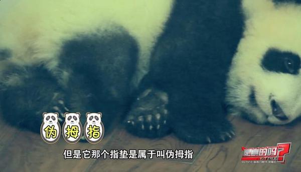大熊猫第六个手指,大熊猫前手有几个手指