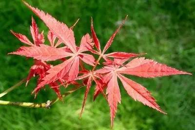 围观“枫”和日丽~来江西赏这一抹红