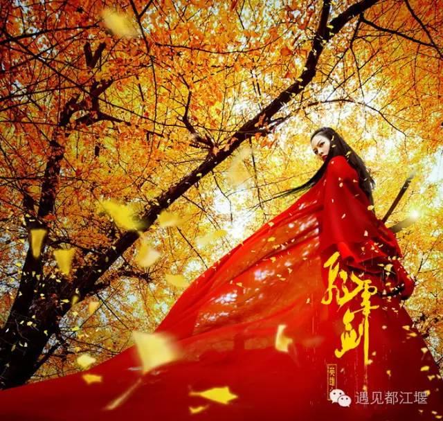 成都西部银杏第一村 (成都市周边哪里的银杏最多最美)