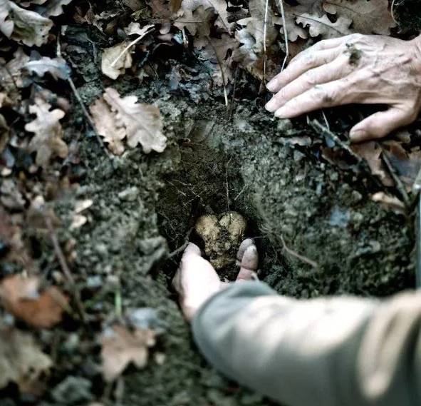 松露新口味,顶级松露的秘密
