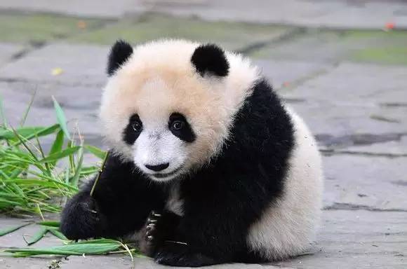 四川大熊猫栖息地在哪个位置,3分钟了解四川大熊猫栖息地