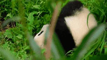 四川大熊猫栖息地在哪个位置,3分钟了解四川大熊猫栖息地