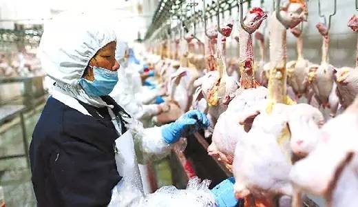 2018年毛鸡市场走势图,今日红鸡价格最新报价