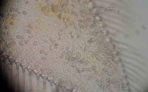 对虾纤毛虫用什么消灭最快,南美虾纤毛虫防治