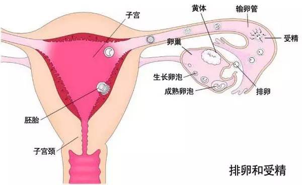 非法取卵非常危险,快来跟蝌蚪君恶补当年落下的生理卫生课!