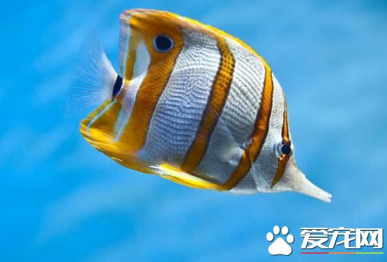 热带鱼掉鳞片是什么病,热带鱼掉尾巴怎么回事