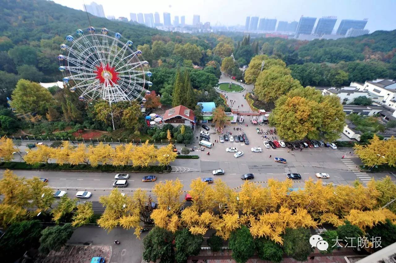 「围观」赶紧去九华山路看看吧！别人早就去过了！