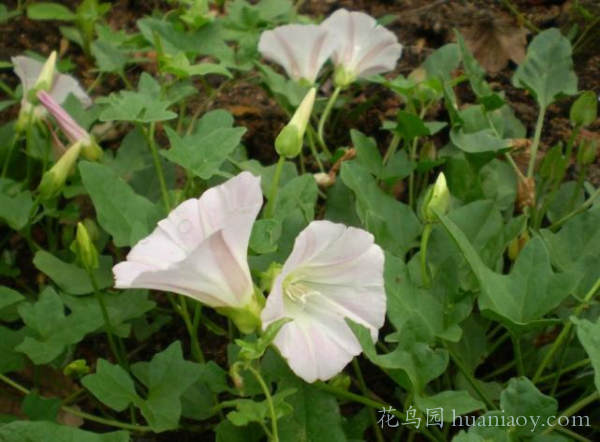 春天田间地头常见的小野花,乡间真正的小野花