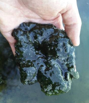 对虾纤毛虫用什么消灭最快,南美虾纤毛虫防治