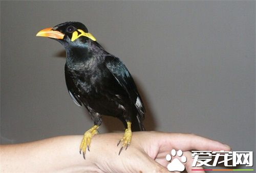 鹩哥说话训练方法,鹩哥会说话的视频