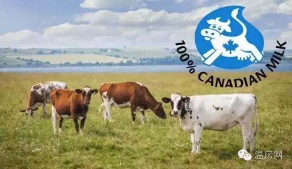 加拿*奶大**粉全世界最好，亲爹亲妈快来买吧！