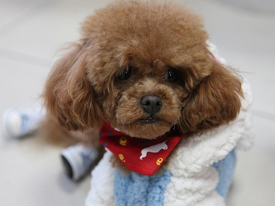 泰迪狗狗突然不让摸一摸就叫,泰迪狗狗乱咬鞋怎么办