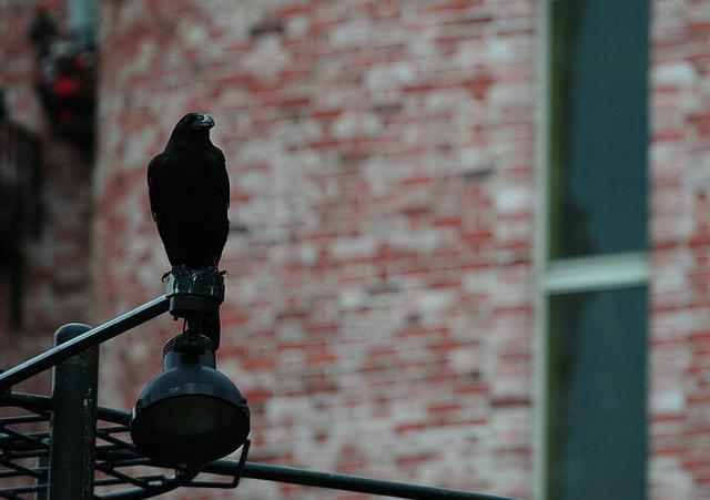 冷冻活鱼是不是太残忍,日本溜冰场冻活鱼