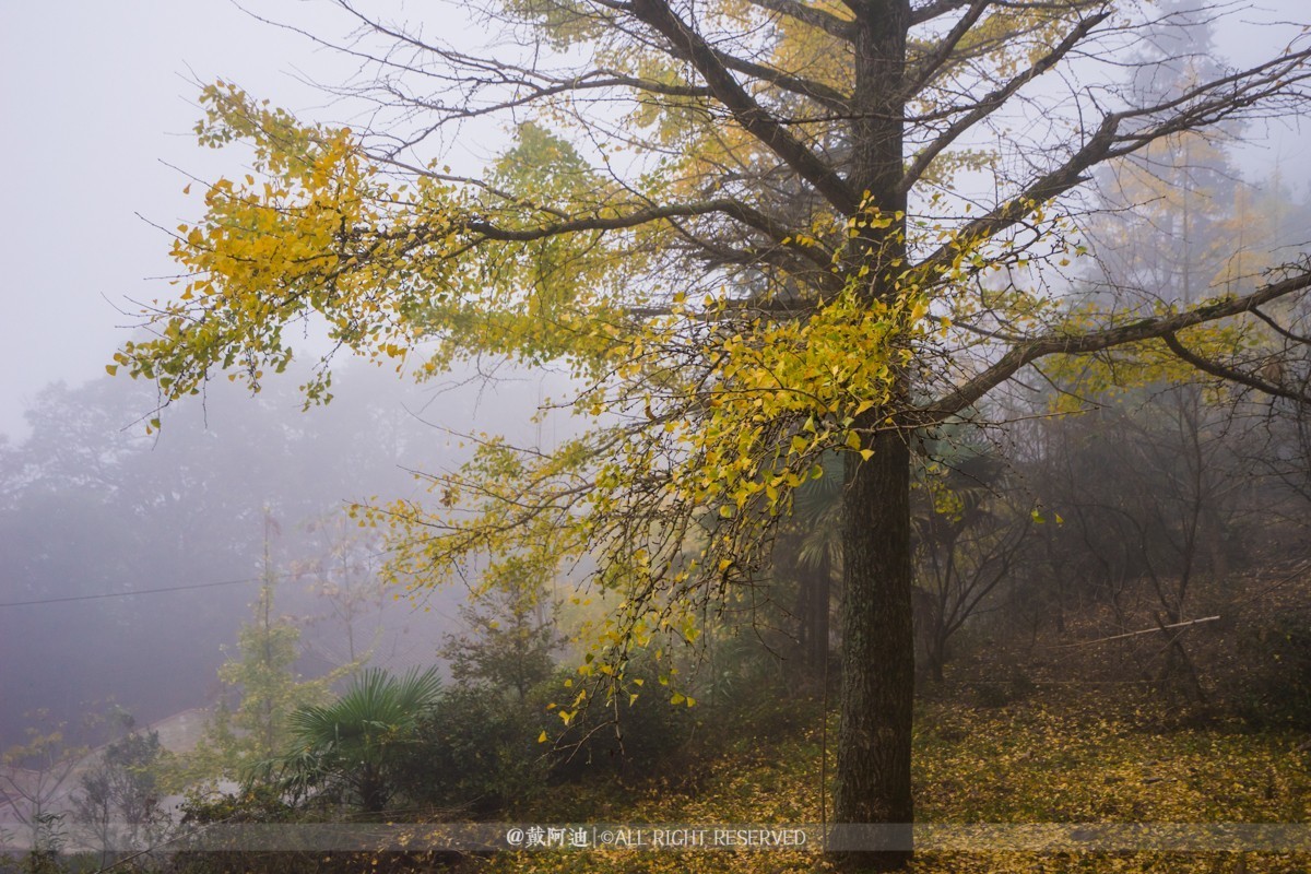 今年最后银杏金秋，现在出发还来得及！