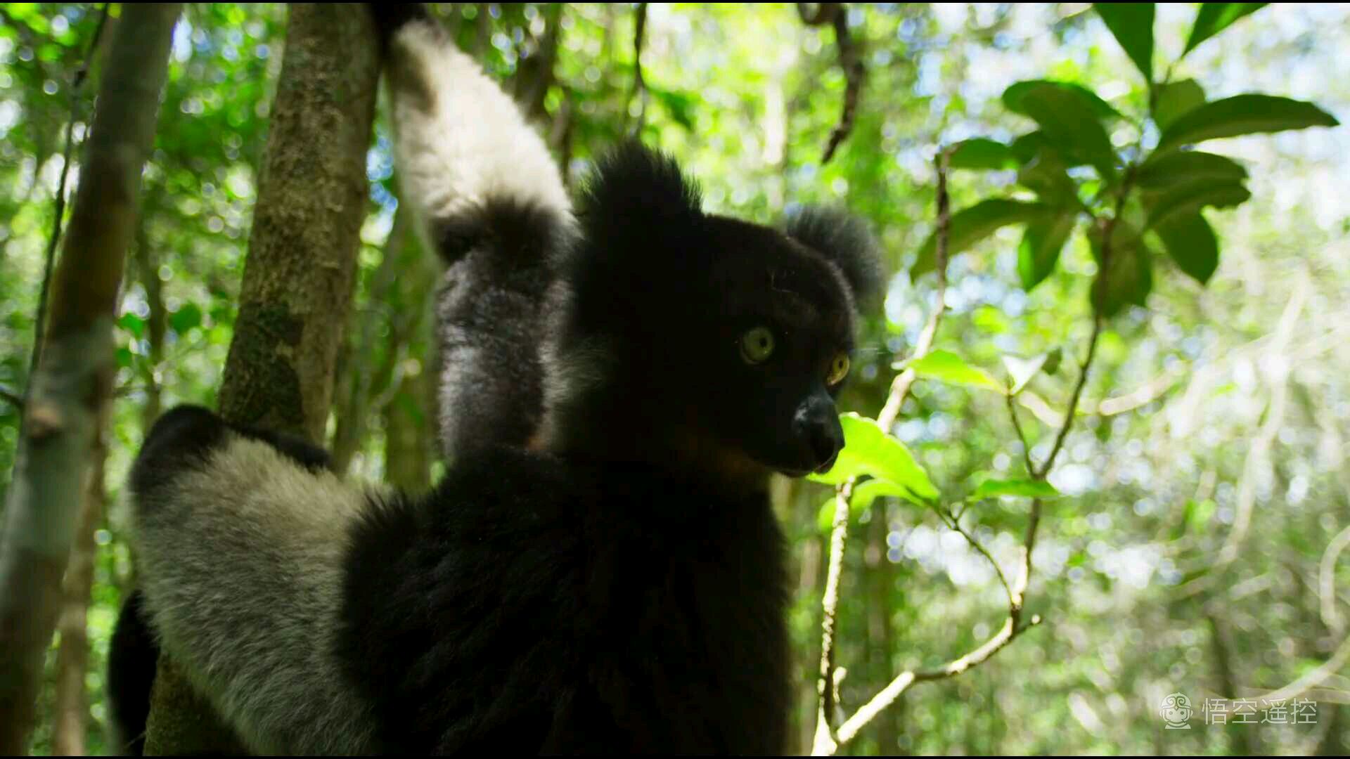 小米盒子3s刷国际版存在缺点,小米盒子3s清晰度没有4k