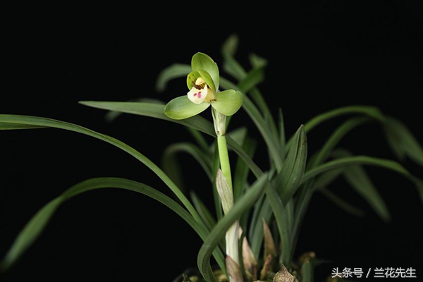 新手养兰的十大技巧,新手养兰的十大基础知识