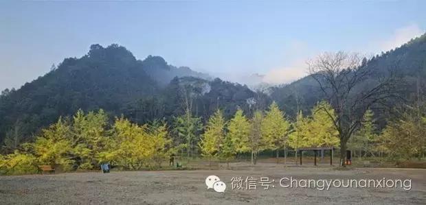 南雄看银杏值得去吗,南雄看银杏攻略