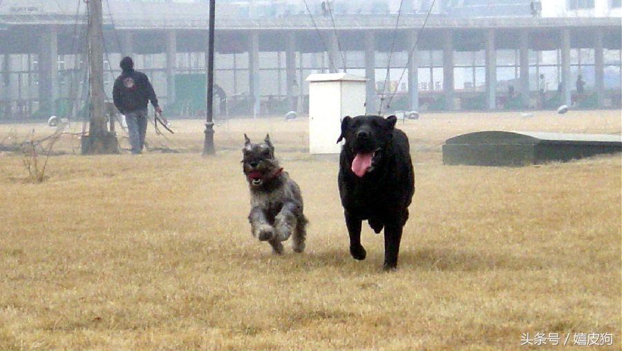 大狗黑色黄色,大狗黑灰色