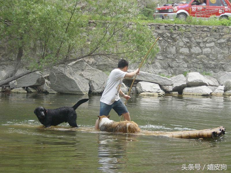 大狗黑色黄色,大狗黑灰色