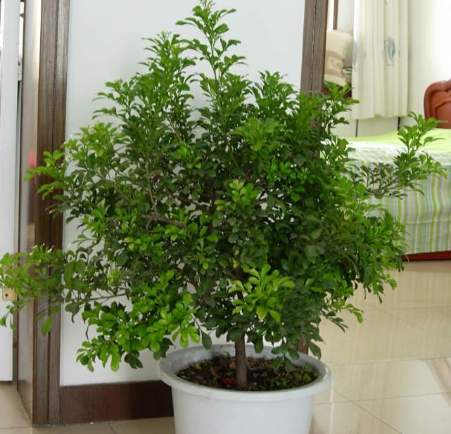 花卉米兰的过冬,养花技巧大全玫瑰花怎么养