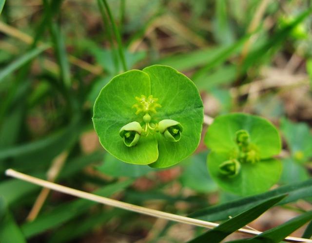 我家乡多得要死，多少钱一斤我卖给你