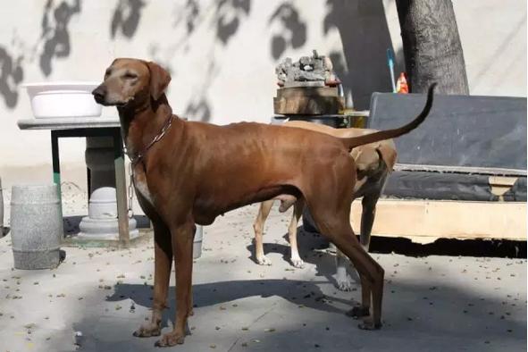 中国国犬那么多为啥只有土狗火了,纯种真正的土狗是什么样的