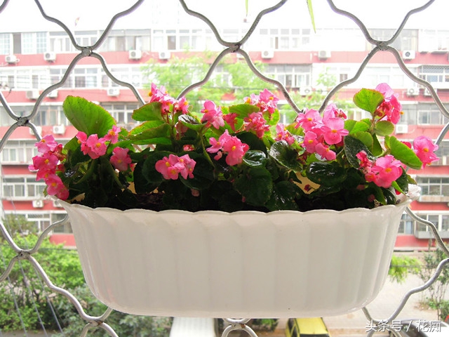 一年四季花开不断的海棠,四季海棠一年四季都开花吗