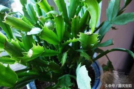 螃蟹爪花苞,螃蟹爪花稀有