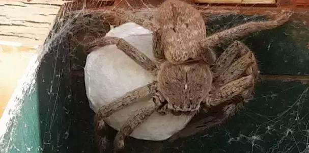 澳大利亚女子在家里发现巨型蜘蛛,澳大利亚巨型蜘蛛产子