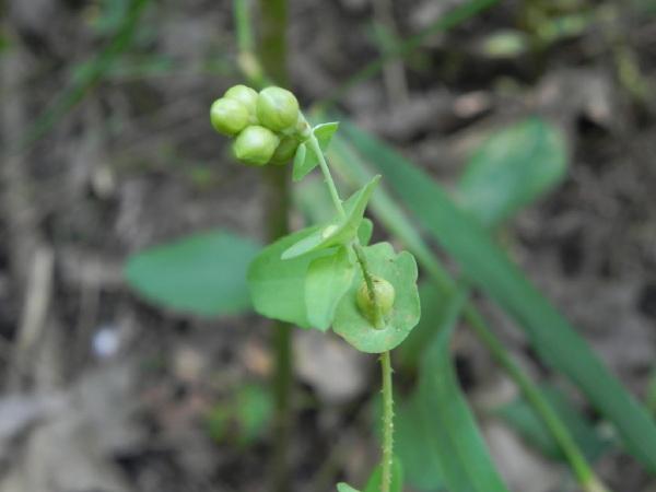 田间哪种野草治蛇毒,治疗蛇毒的草北方