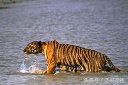 老虎遇到老虎该怎么办,如果老虎伤人了怎么办