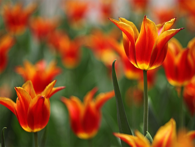 闃冲厜涓嬩簲棰滃叚鑹查儊閲戦鍥剧墖澶у叏,鏂囪壓娓呮柊鐨勯儊閲戦鍥剧墖澶у叏