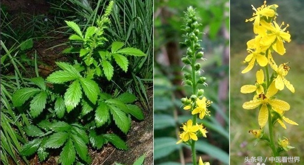 路边有什么草可以降血糖,路边不起眼的小草