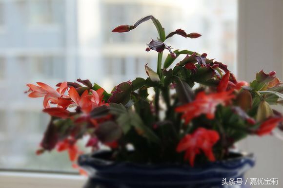 螃蟹爪花苞,螃蟹爪花稀有