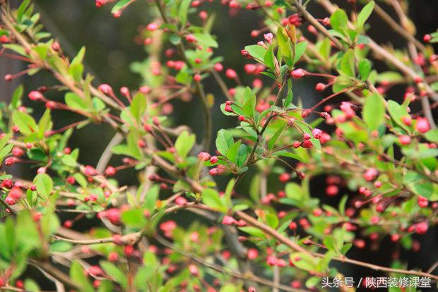 280平花园法式,我家花园的氛围感
