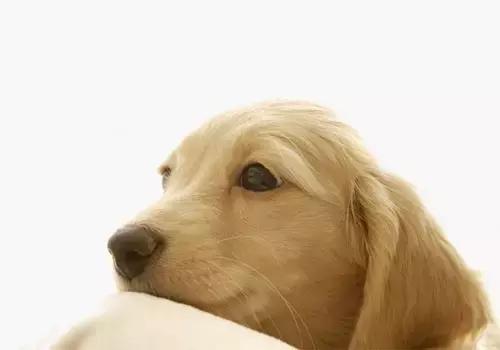 公开课狗狗,狗狗拉肚子吐了不吃饭什么原因