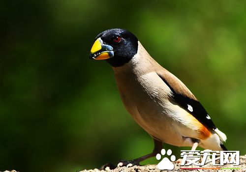 黑尾蜡嘴雀怎么训,蜡嘴鸟怎么训练能上手