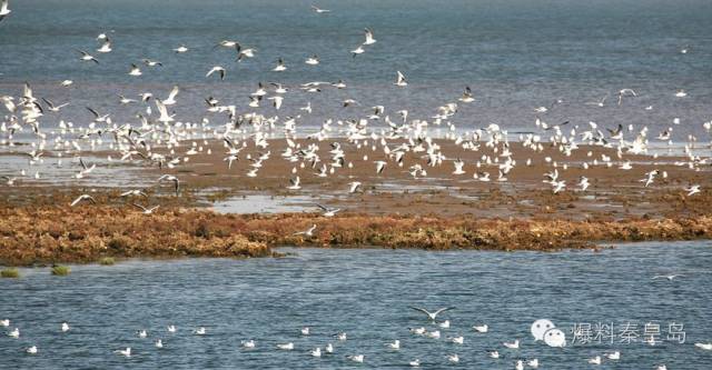 秦皇岛观鸟最有名的鸟,秦皇岛有哪些鸟