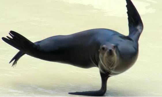 萌萌哒海狮空降海口，竟然还有这样的水上活动！