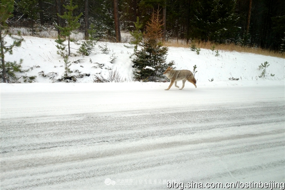 冰走峡谷邂逅贾斯珀精灵