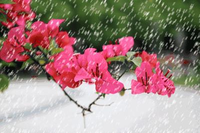 「诗词鉴赏」倾城一夜雪万物皆覆白