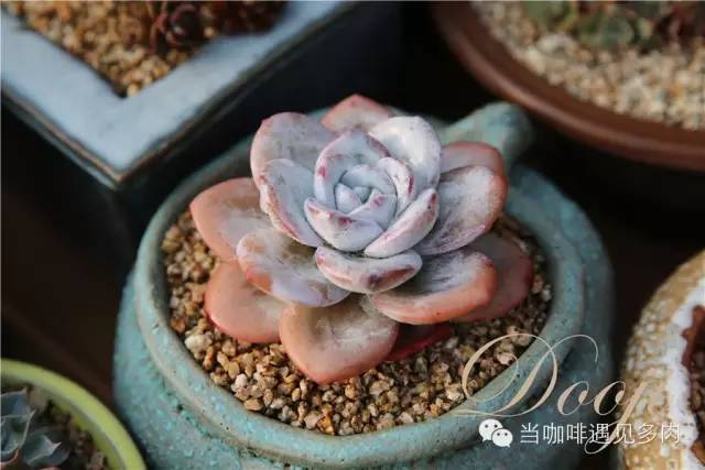 大群老桩秀妍多肉,多肉大群造型图