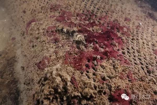 休闲体育潜水课,体育课创新课堂