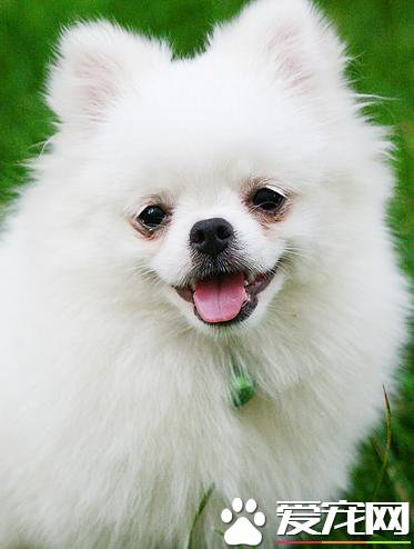 博美犬喂啥,博美犬喂什么好