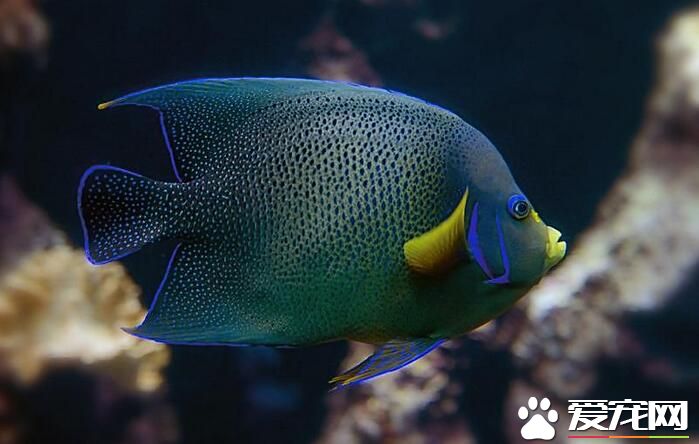 热带鱼掉鳞片是什么病,热带鱼掉尾巴怎么回事