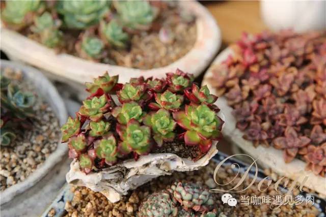 老桩大群多肉,大盆群生老桩图片大全