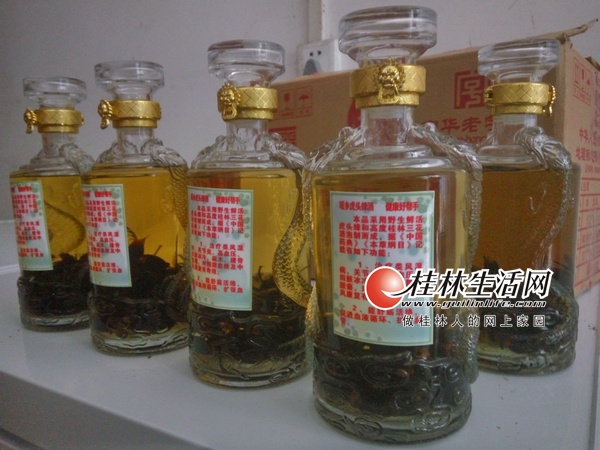 大虎头蜂养殖基地,灌阳养蜂人