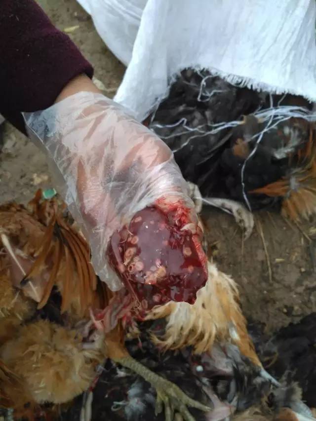 小鸡感觉病了怎么救治,小鸡高发病症状