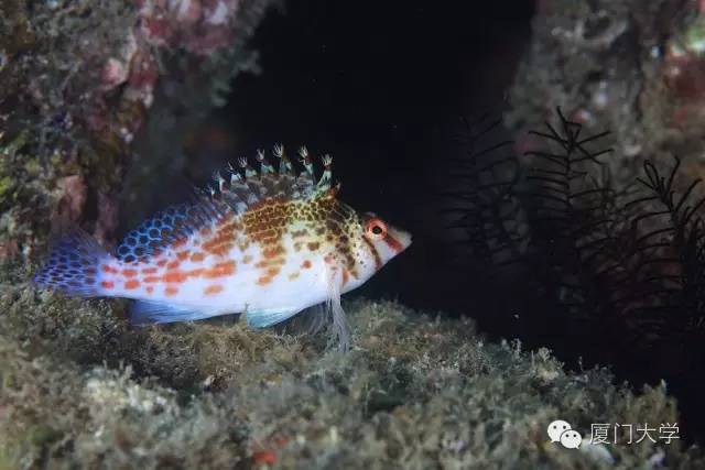 休闲体育潜水课,体育课创新课堂